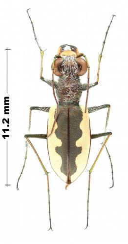 Réf. 244 900 : Eunota togata